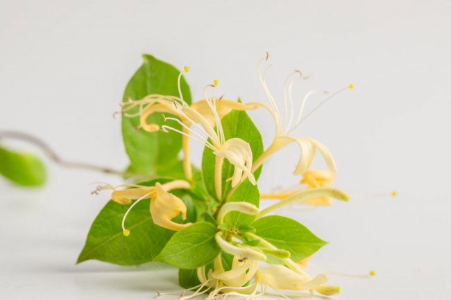 盆栽金银花的种植方法