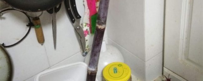 甘蔗的养殖方法
