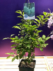 软枣猕猴桃 猕猴桃品种差异与野生特征对比
