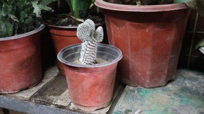 仙人掌 沙漠生存的植物抗旱进化机制