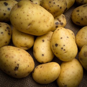 土豆生长在哪里 地下茎块培育全过程揭秘