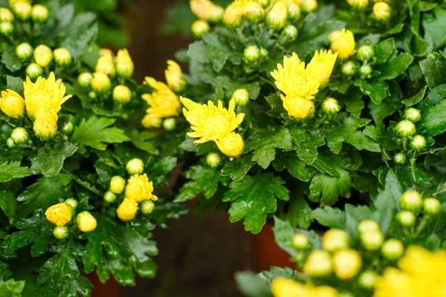 小绿菊花语