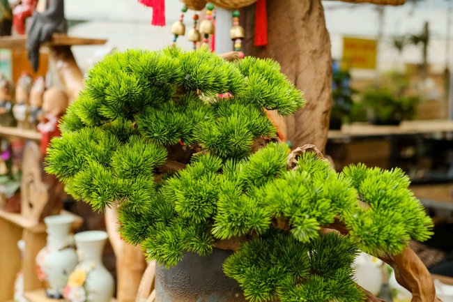 室内适合放什么盆栽树