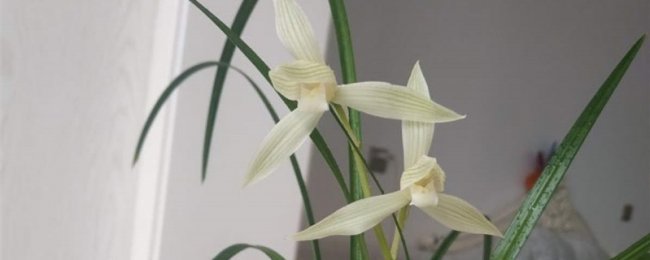 大雪素的养殖方法和注意事项大全