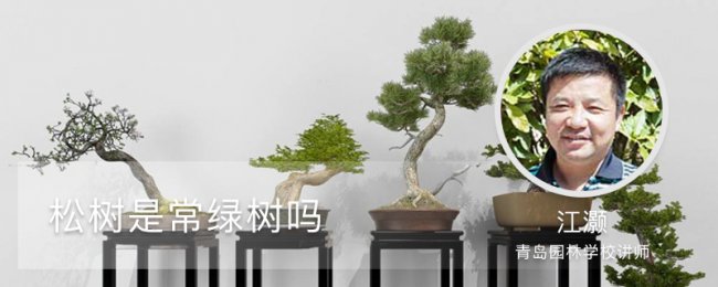 松树是常绿树吗