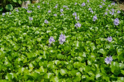 水葫芦为何遍布河道 水生入侵植物分布规律