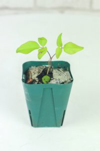 铁线莲品种挑选 铁线莲新手养护要点