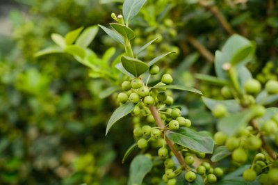 室内适合养哪些盆景 小型绿植养护全解答