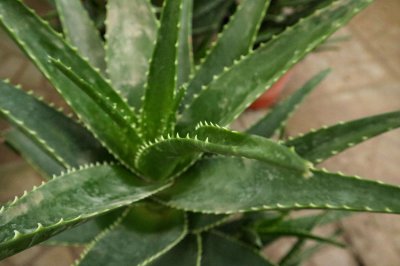 芦荟叶片增厚 养护技巧 盆栽管理要点