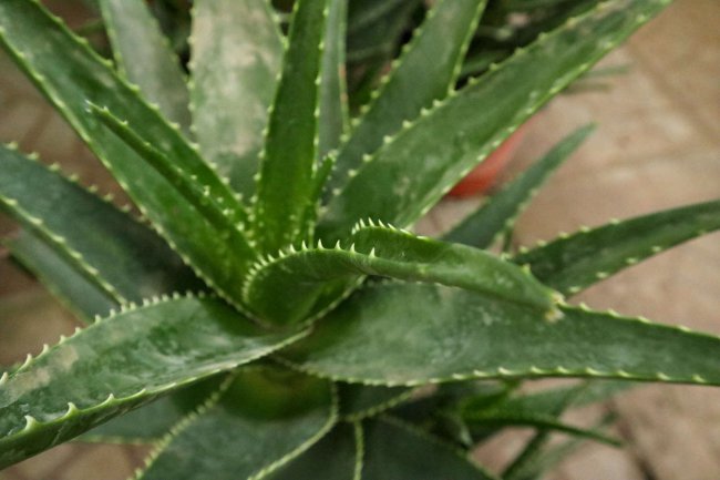 芦荟叶子怎样变厚实