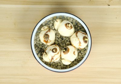 北方水仙为何不开花？盆栽水仙养护关键点
