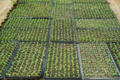 多肉断裂补救方法 断枝多肉养护技巧