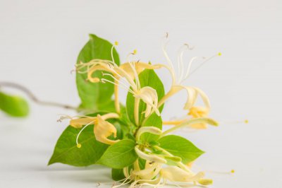 金银花盆栽怎么养 金银花养护技巧要点