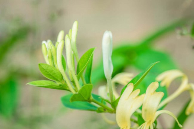 金银花盆栽养殖方法和注意事项
