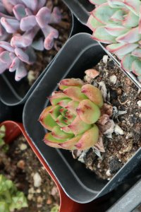 春天多肉怎么养护 多肉植物春季管理要点