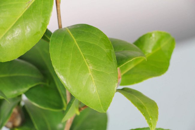 春天盆栽茶花怎么浇水