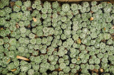 仙人球防辐射 防辐射植物养护与科学解析
