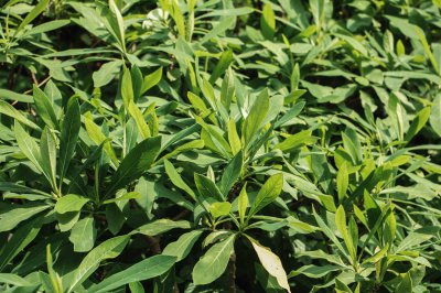 结香花养护方法 环境适应与四季管理技巧