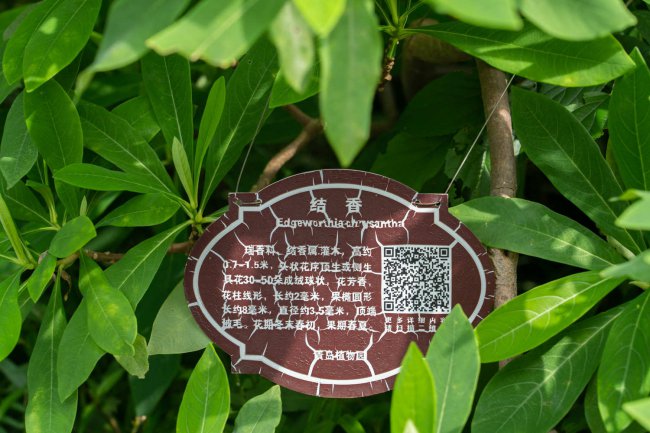 结香养护要点