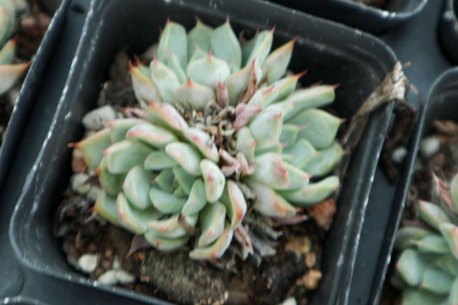 多肉种子如何催芽
