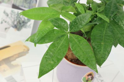 发财树树干发软怎么办 树皮变软如何救治