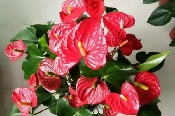 开工大吉！这6种花