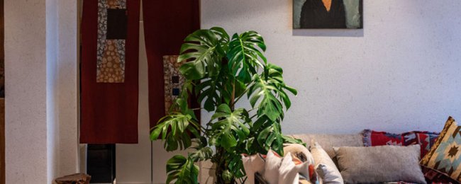 龟背竹除甲醛吗