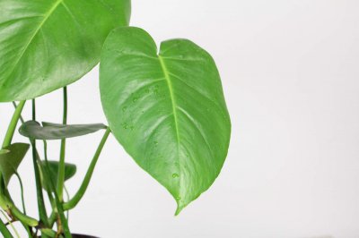 龟背竹除甲醛效果 绿植净化原理与养护要点