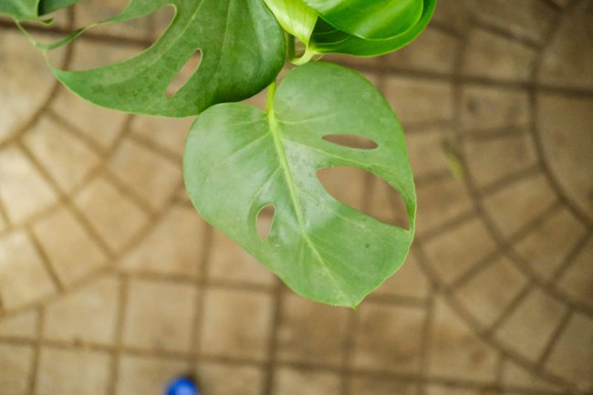 龟背竹除甲醛吗