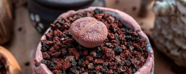 生石花蜕皮可以撕开吗