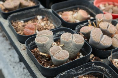生石花蜕皮养护技巧 蜕皮时机与处理要点