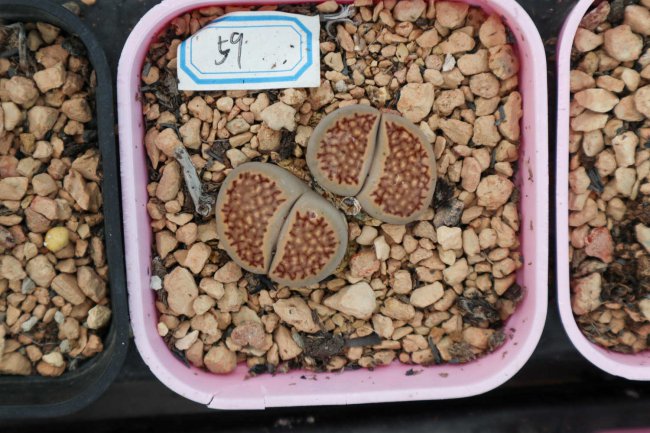 生石花蜕皮可以撕开吗