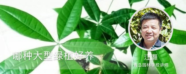 哪种大型绿植好养