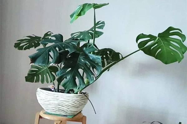 家里不常开窗有“异味”？就养这3种花