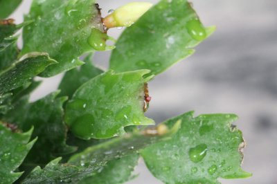 绿萝蟹爪兰隐藏花语 居家绿植风水玄机