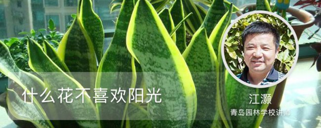 什么花不喜欢阳光