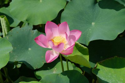 莲花何时绽放最美 家庭养护全流程详解