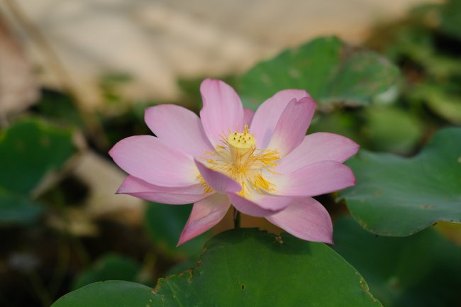 莲花几月开