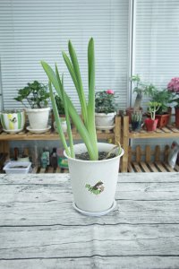 风信子花后处理技巧 风信子复花培育方法