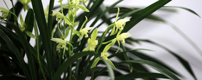 兰花寓意及花语