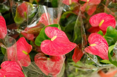 红掌花养护方法 红掌花枯萎处理技巧