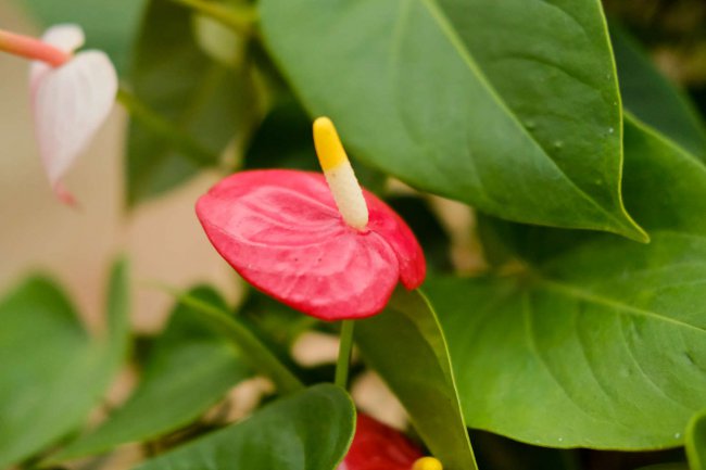 红掌花怎么养