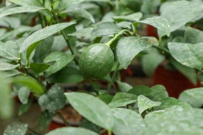 柠檬盆栽养护技巧 播种繁殖与香气特征