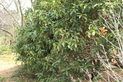桂花花期长度对比 桂花品种养护全解析