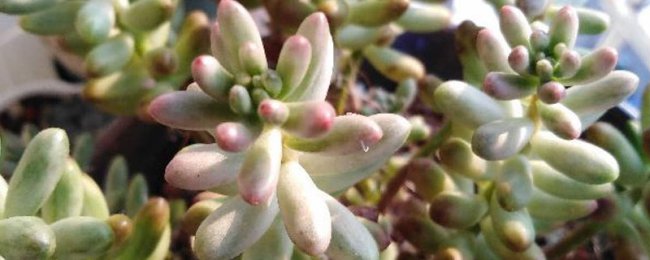 虹之玉的养殖方法大全