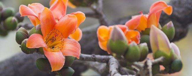 木棉花花语、寓意