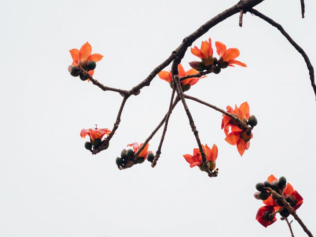 木棉花花语、寓意