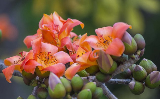 木棉花花语、寓意