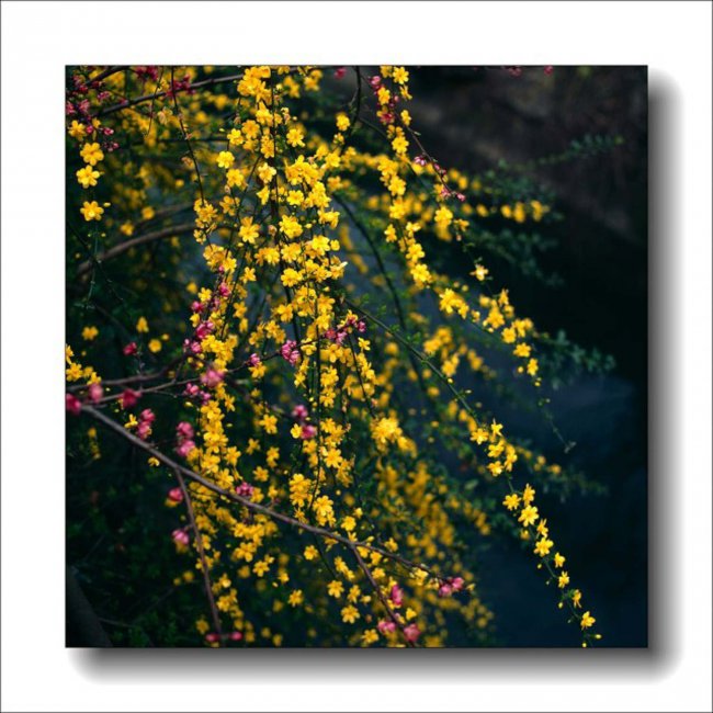 迎春花根怎样变粗