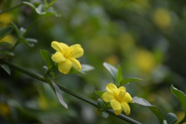 迎春花根怎样变粗